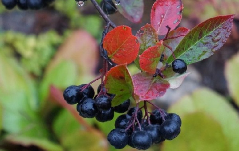 Aronia Berry