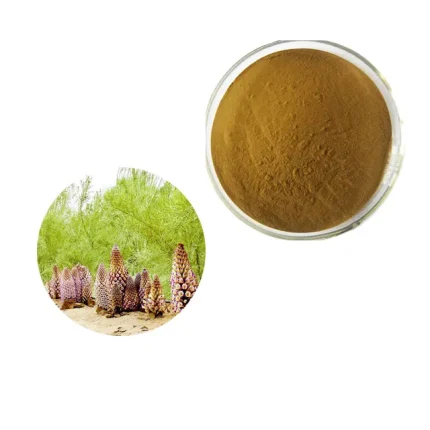 Cistanche Tubulosa Extract Total phenylethanoid 60% Test by HPLC