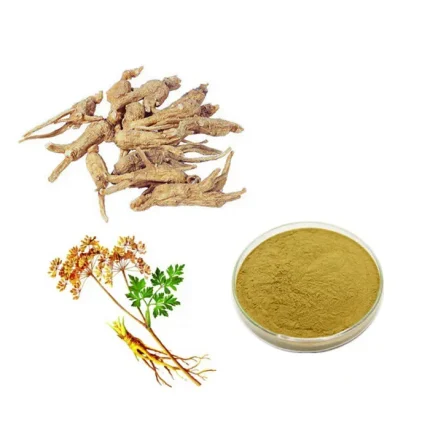 Dong Quai Extract Ligustilide 1% Test by HPLC