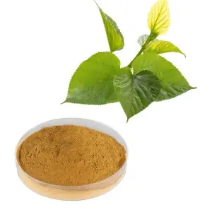 Mulberry Leaf Extract Mulberry Leaf Extract 100% Pure natural ingredient