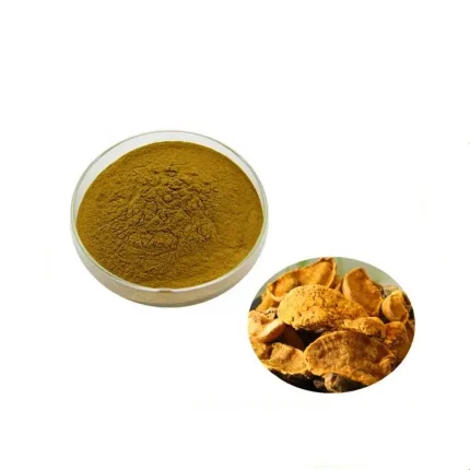 Phellinus igniarius Extract