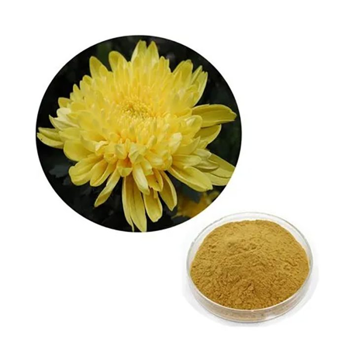 Chrysanthemum indicum Extract