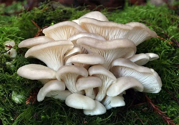 Oyster Mushroom Extract